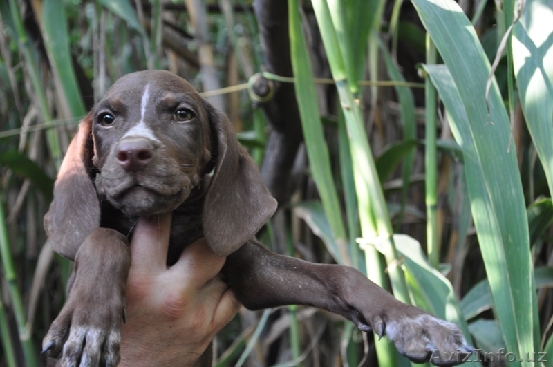 Щенки Курцхаара - Изображение #5, Объявление #758770