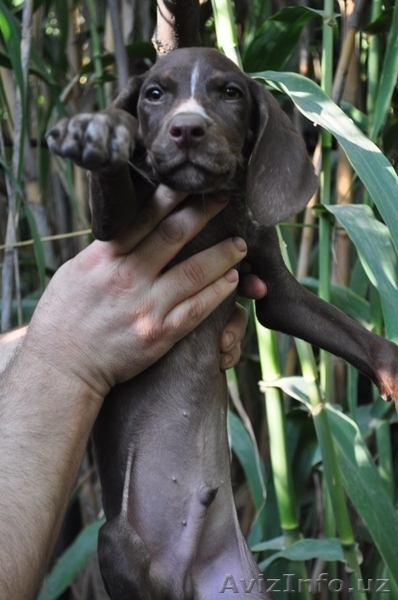 Щенки Курцхаара - Изображение #6, Объявление #758770