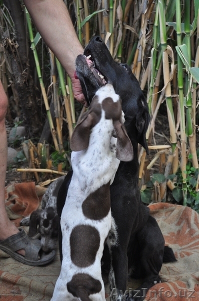 Щенки Курцхаара - Изображение #7, Объявление #758770