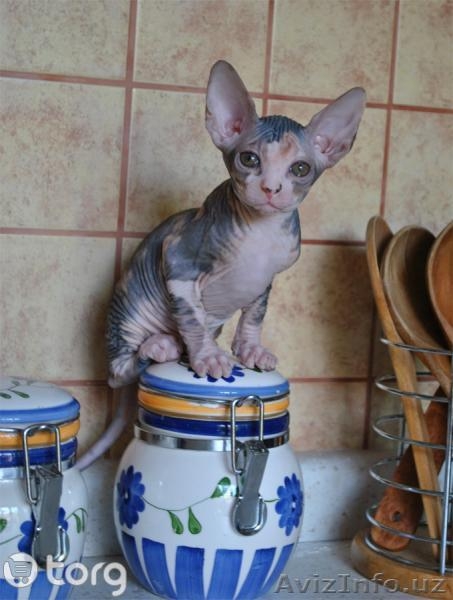 Сфинксы канадские - Изображение #4, Объявление #781725