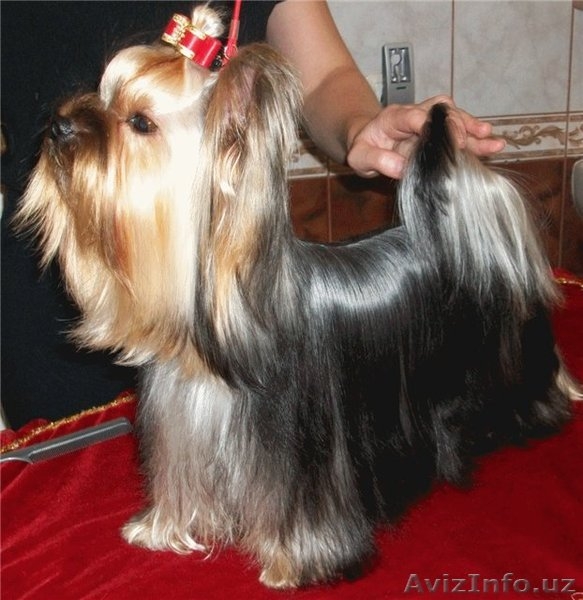 щенок йоркширского терьера, мальчик - Изображение #4, Объявление #767903