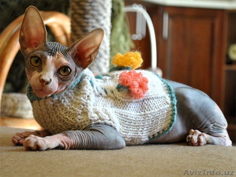 Сфинксы канадские - Изображение #3, Объявление #781725