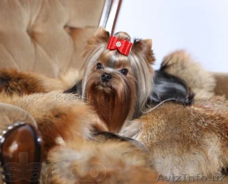 щенок йоркширского терьера, мальчик - Изображение #3, Объявление #767903