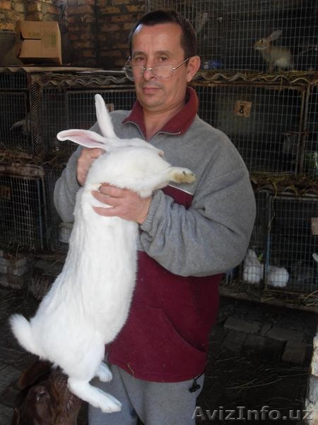 КРОЛИКИ ВЕЛИКАНЫ - Изображение #3, Объявление #792861