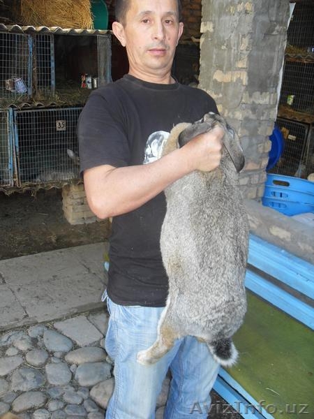 КРОЛИКИ ВЕЛИКАНЫ - Изображение #1, Объявление #792861