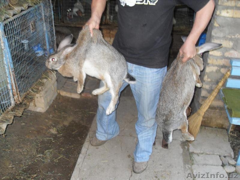 КРОЛИКИ ВЕЛИКАНЫ - Изображение #4, Объявление #792861