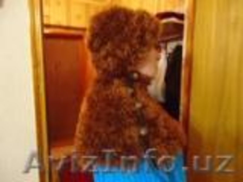 Вязание шляпок, жилетов, болеро, шарфов - Изображение #9, Объявление #401803