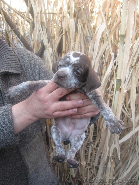 Щенки охотничьей породы. - Изображение #3, Объявление #826334