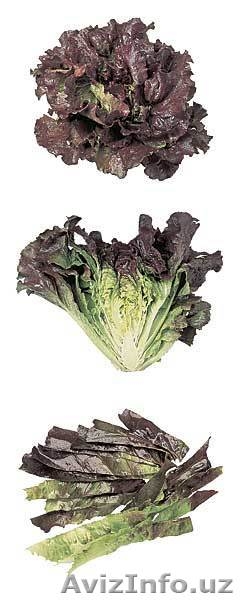 Производственные линии для подготовки, резки, мойки, сушки, очистки и упаковки п - Изображение #6, Объявление #827171