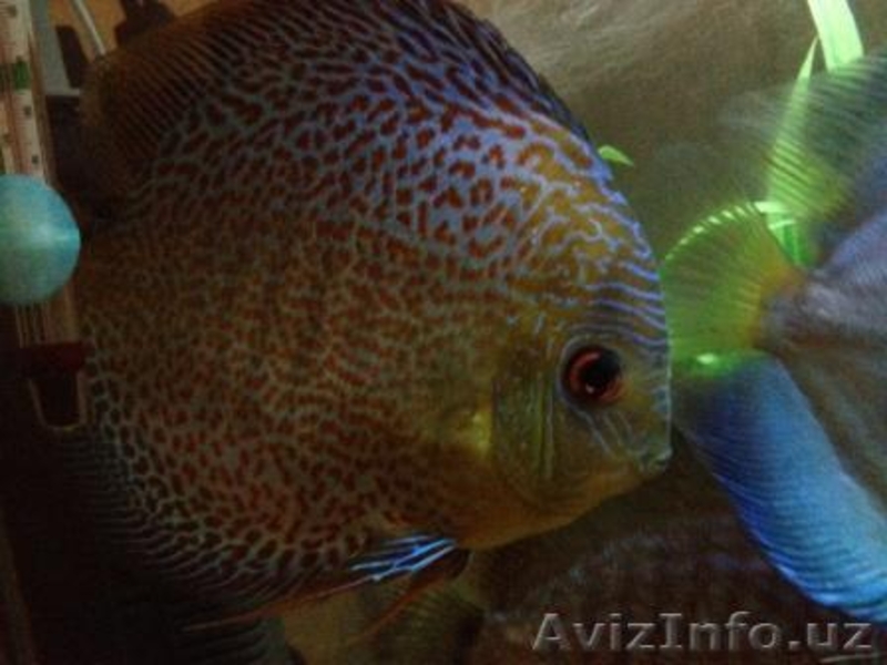 Продам Дискусов - Изображение #3, Объявление #836689