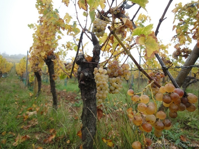 Винный маршрут Эльзаса празднует юбилей. Франция! - Изображение #3, Объявление #897884