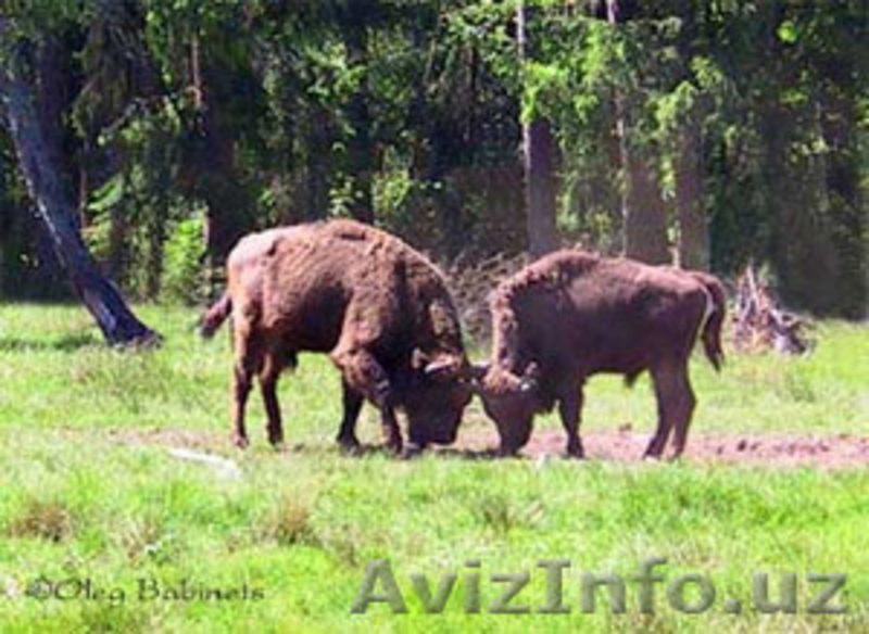Беловежская пуща – одна из важнейших достопримечательностей Беларуси. - Изображение #3, Объявление #896758