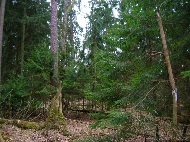 Беловежская пуща – одна из важнейших достопримечательностей Беларуси. - Изображение #5, Объявление #896758