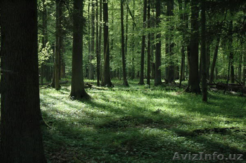 Беловежская пуща – одна из важнейших достопримечательностей Беларуси. - Изображение #6, Объявление #896758