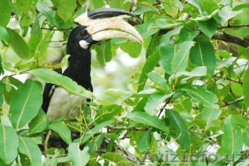 Заповедник Котигао!!! Индия! - Изображение #3, Объявление #900417