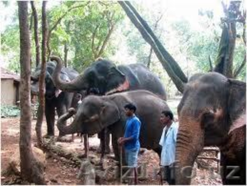 Молочная река штата Гоа. Индия.  - Изображение #4, Объявление #904846