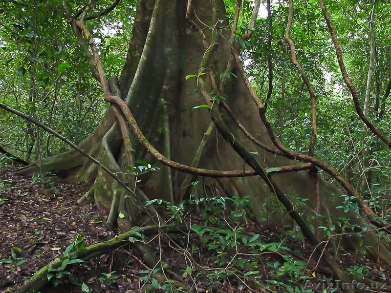 Заповедник Котигао!!! Индия! - Изображение #5, Объявление #900417