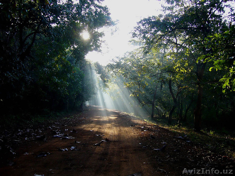 Заповедник Котигао!!! Индия! - Изображение #6, Объявление #900417