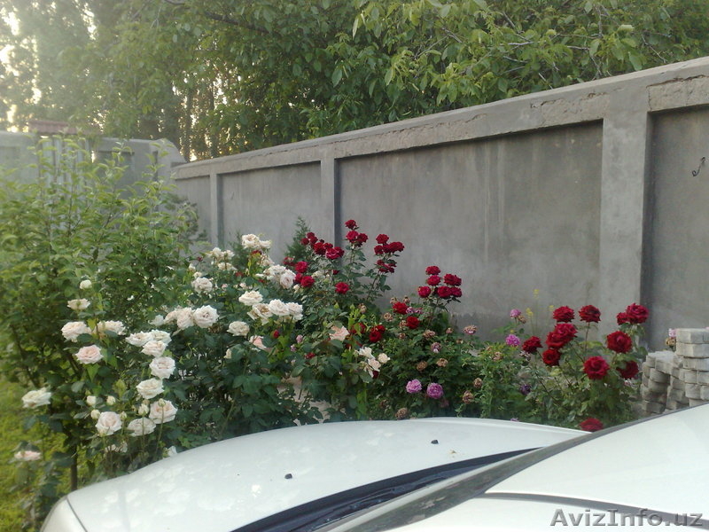 Продам Дачу на берегу реки Дамарык Зангиятинский р-н1км.от кольца - Изображение #6, Объявление #913694