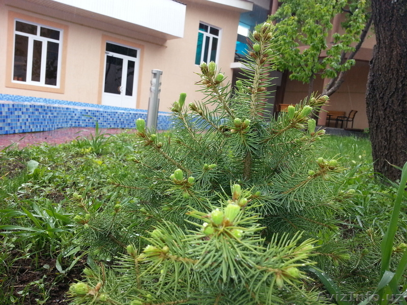 Отдых  в Чарваке - Бочка - Изображение #7, Объявление #514960