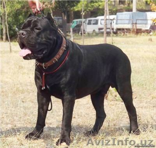 продаю-щенки кане корсо - Изображение #3, Объявление #918577