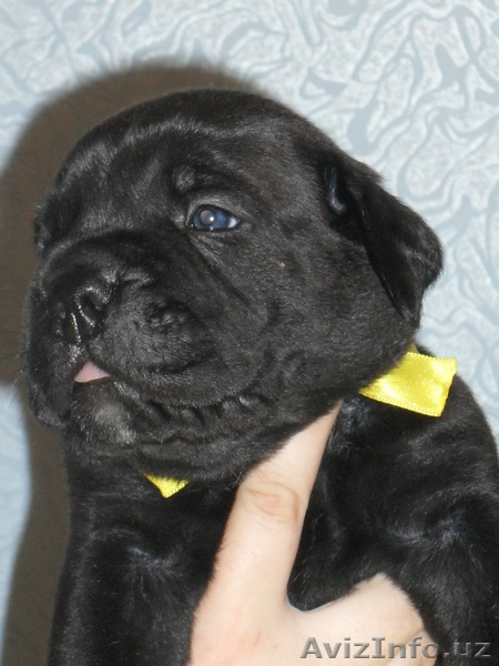 продаю-щенки кане корсо - Изображение #5, Объявление #918577