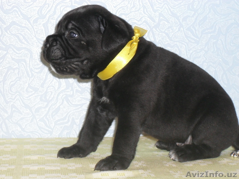 продаю-щенки кане корсо - Изображение #4, Объявление #918577