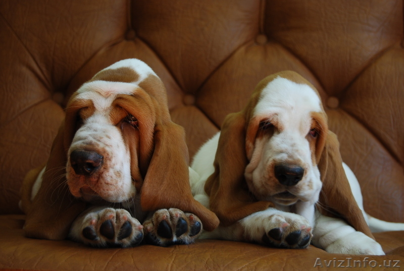 Щенки бассет хаунда - Изображение #3, Объявление #947025
