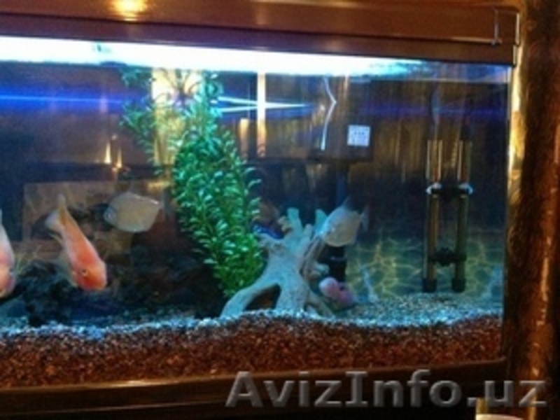 Продам фирменный Аквариум - Изображение #3, Объявление #947676
