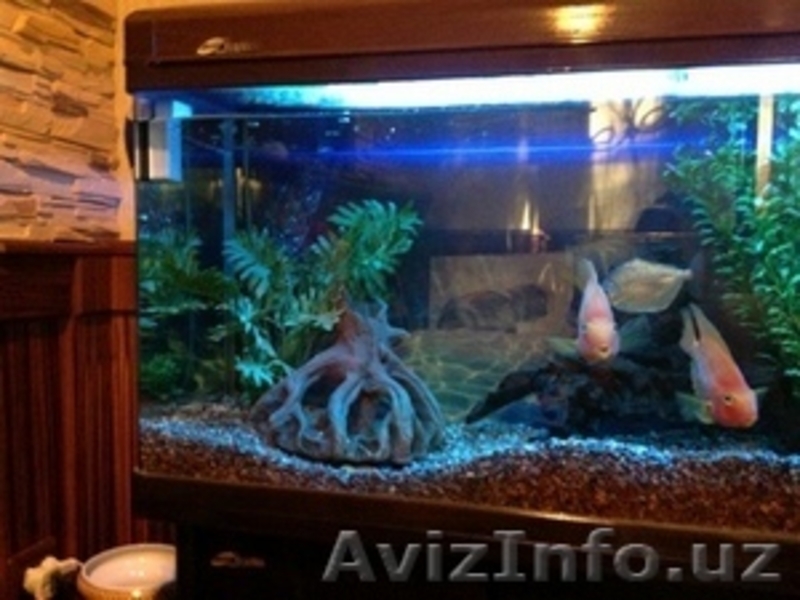 Продам фирменный Аквариум - Изображение #4, Объявление #947676