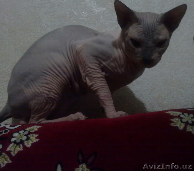 Вязка!!! Шикарный сфинкс ждет кошечек на вязку - Изображение #3, Объявление #975776