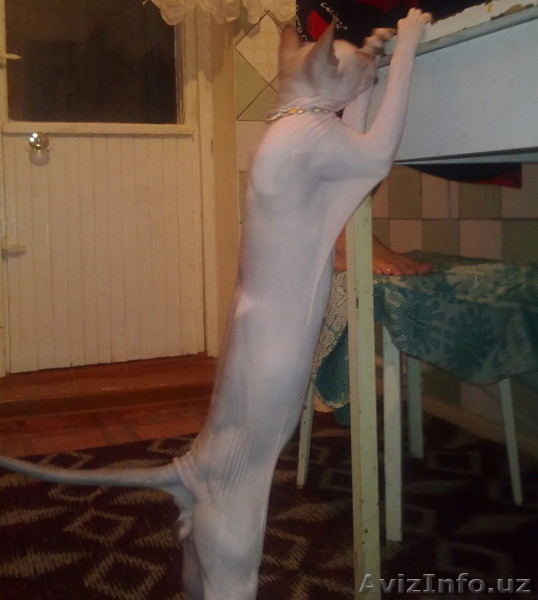 Вязка!!! Шикарный сфинкс ждет кошечек на вязку - Изображение #4, Объявление #975776