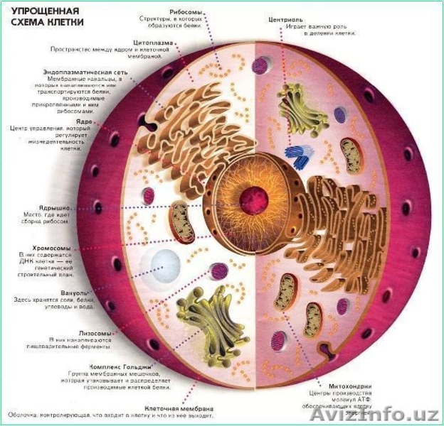 Клетка человека является. Строение клетки человека биология. Клетка в разрезе. Схема клетки. Строение клетки в разрезе.