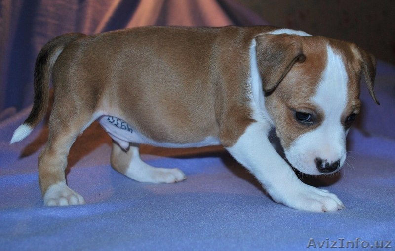 Великолепные щенки амстафф терьера - Изображение #3, Объявление #999246