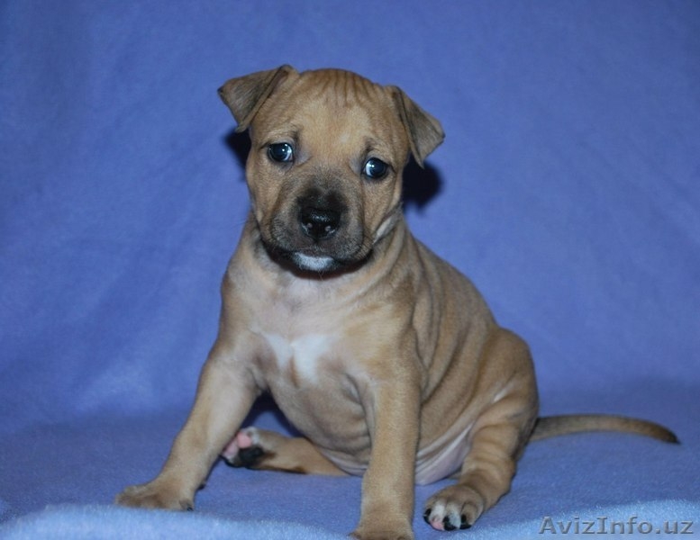 Великолепные щенки амстафф терьера - Изображение #4, Объявление #999246