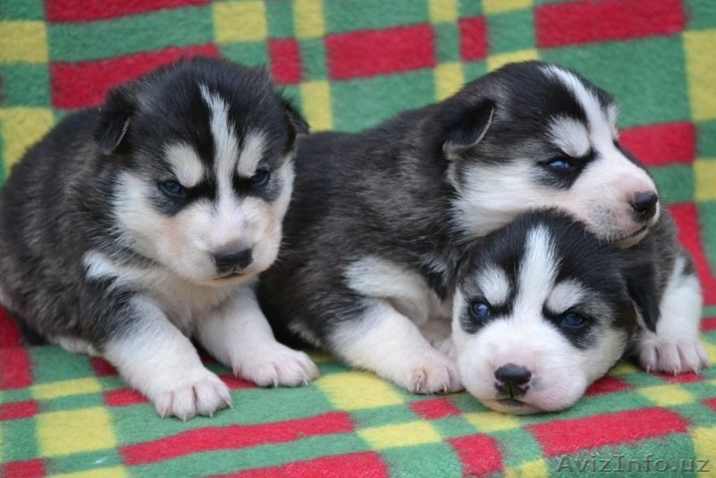 Щенки сибирский хаски - Изображение #3, Объявление #999247