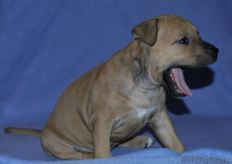 Великолепные щенки амстафф терьера - Изображение #5, Объявление #999246