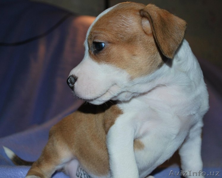 Великолепные щенки амстафф терьера - Изображение #6, Объявление #999246