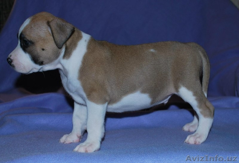 Великолепные щенки амстафф терьера - Изображение #7, Объявление #999246