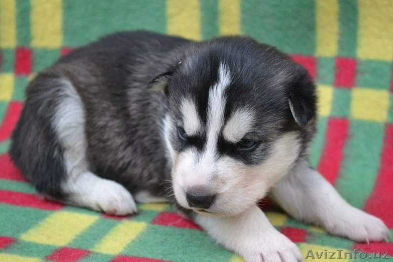 Щенки сибирский хаски - Изображение #4, Объявление #999247