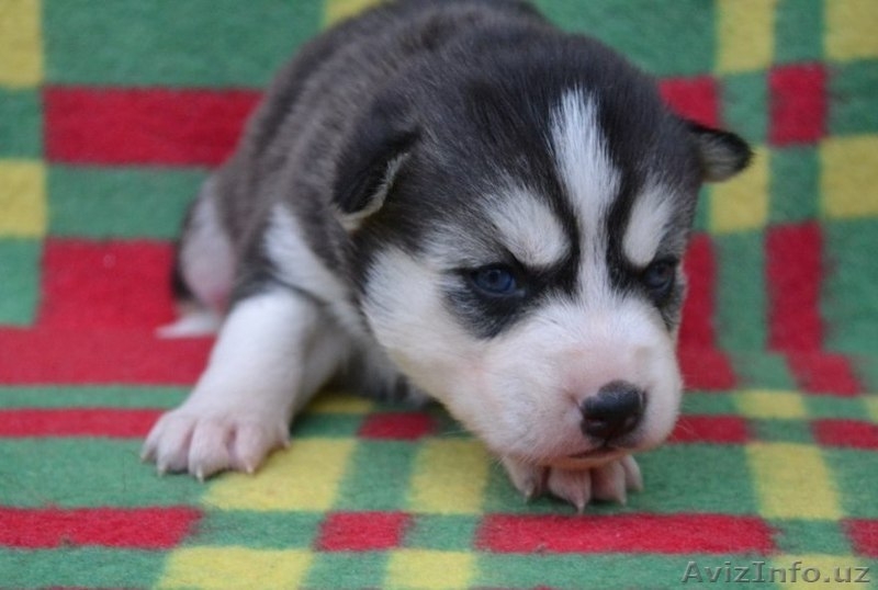 Щенки сибирский хаски - Изображение #5, Объявление #999247
