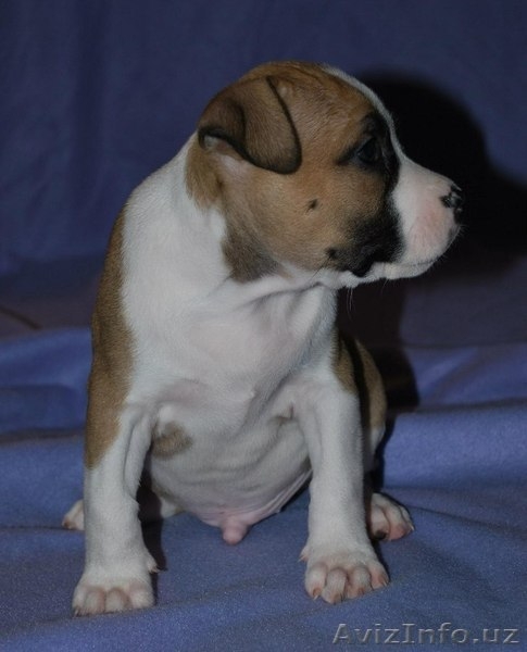 Великолепные щенки амстафф терьера - Изображение #8, Объявление #999246