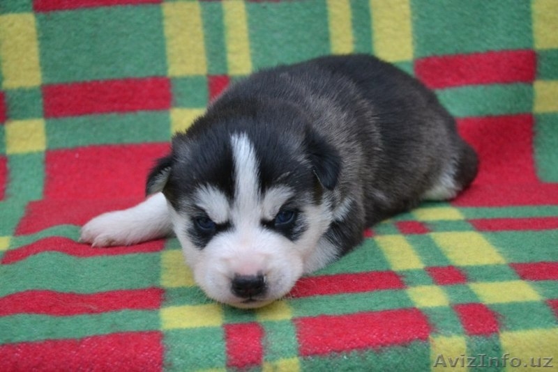 Щенки сибирский хаски - Изображение #6, Объявление #999247