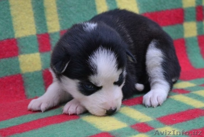 Щенки сибирский хаски - Изображение #7, Объявление #999247