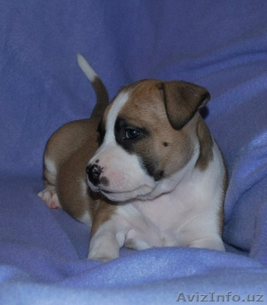 Великолепные щенки амстафф терьера - Изображение #9, Объявление #999246