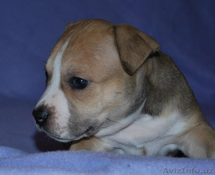 Великолепные щенки амстафф терьера - Изображение #10, Объявление #999246