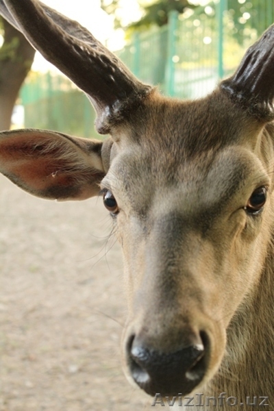 Фотосессии на любой вкус - Изображение #7, Объявление #1006900