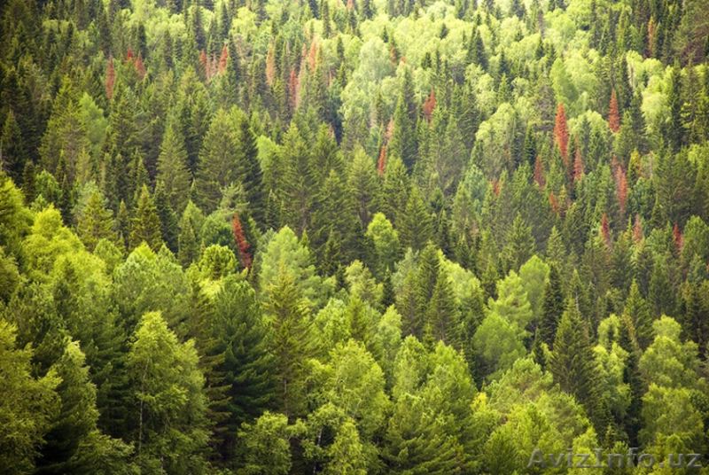 Продам пиломатериал хвойных пород - Изображение #3, Объявление #1019127