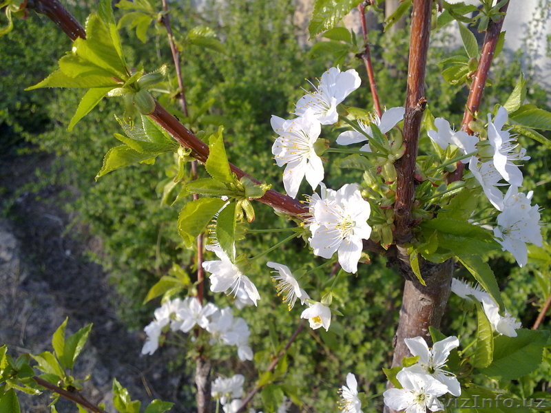 Продам собственный дом на Юнусабаде, 7 комнат, 8 соток - Изображение #5, Объявление #1047420
