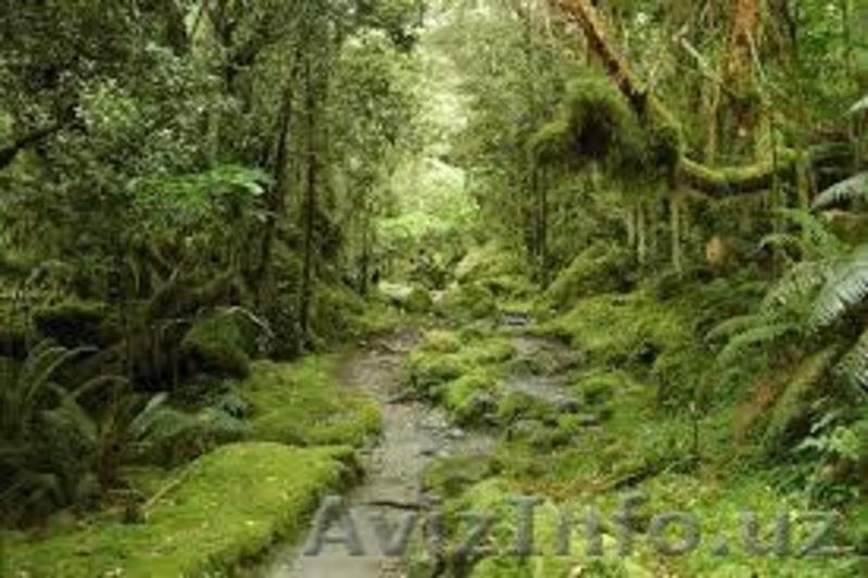 Поездки в Средиземье (Новая Зеландия). «По следам легендарных хоббитов» - Изображение #6, Объявление #1033499